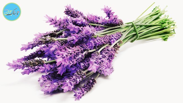 بدون قرص، مسکن های بدنتان را فعال کنید! بدون قرص، مسکن های بدنتان را فعال کنید!