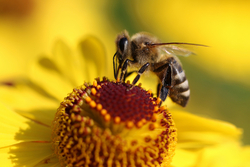 ۱۲ واقعیت جالب در مورد زنبورها