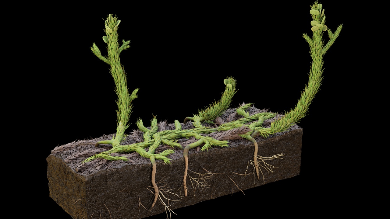 مدل سه بعدی گیاهان