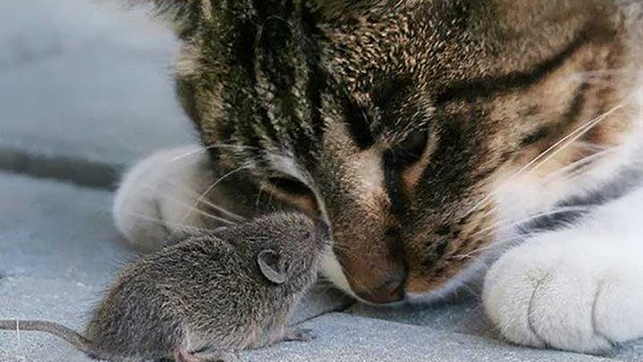 موش و گربه