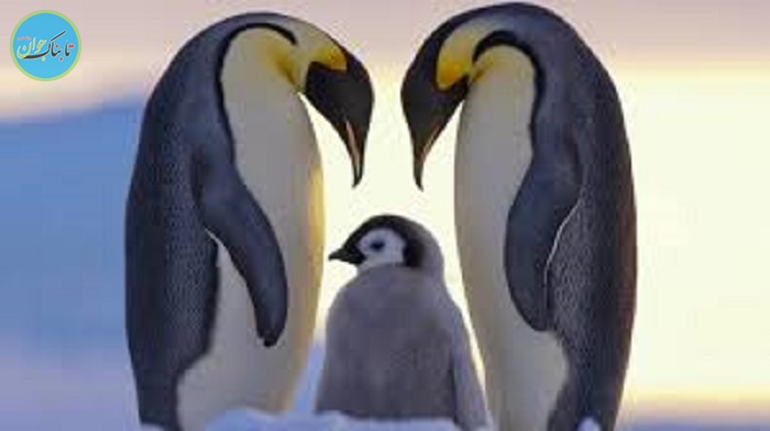 11دلیل برای اثبات قتل عمد نجفی 11دلیل برای اثبات قتل عمد نجفی